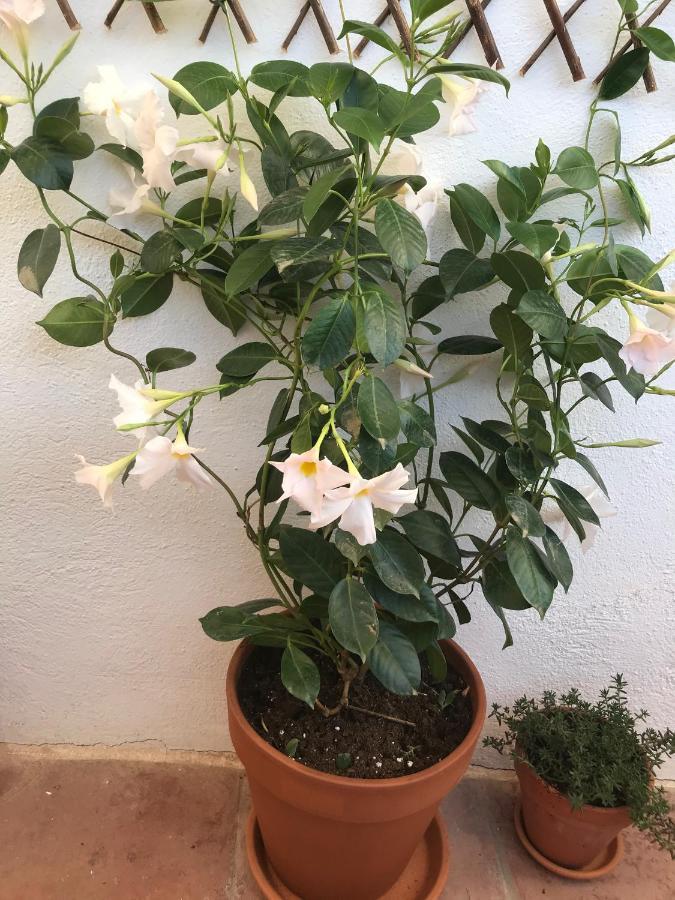 Appartement Elsa 瓦伦西亚 外观 照片